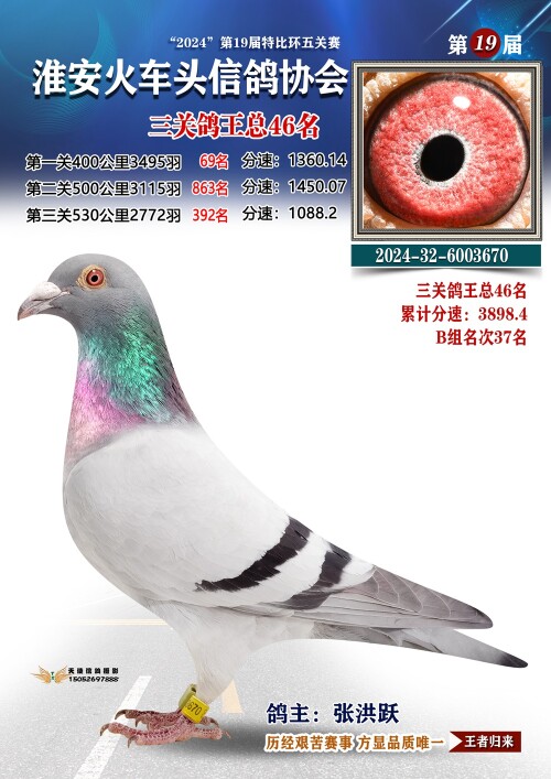 三关鸽王总46名