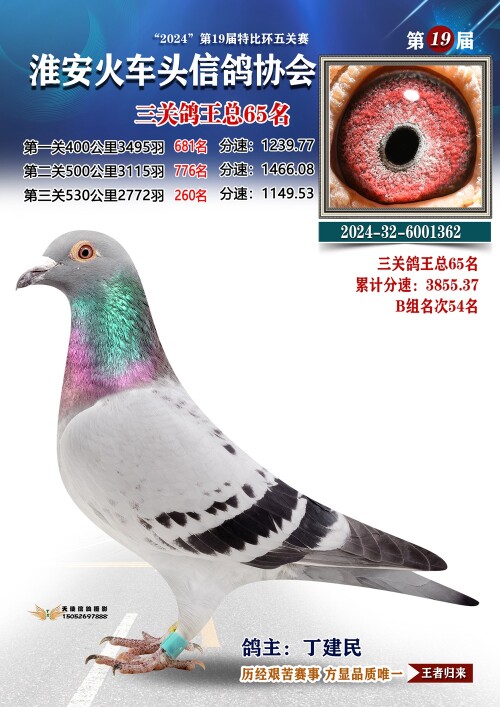 三关鸽王总65名