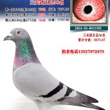 7VjQsf